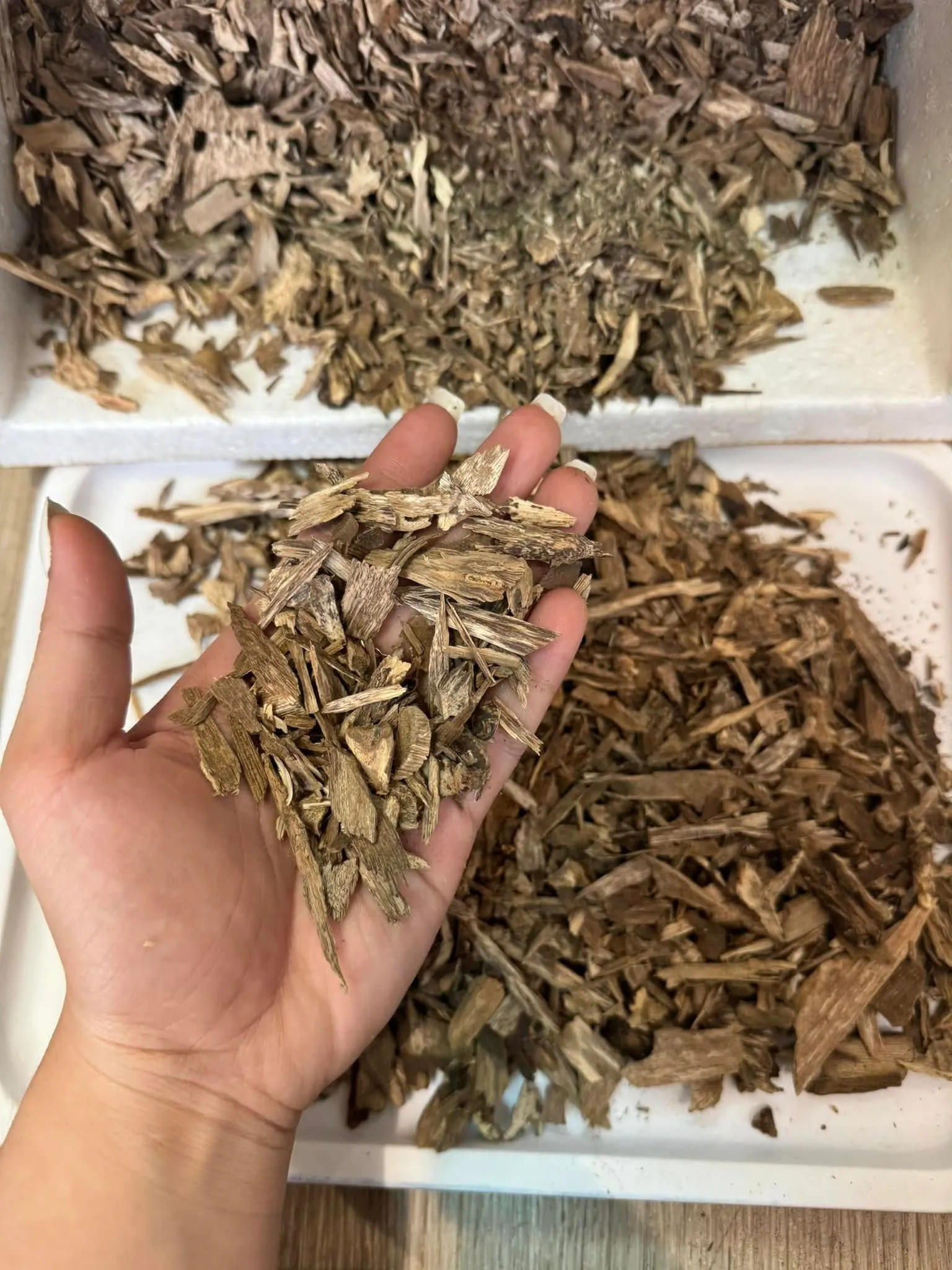 Vietnamese Agarwood Chips – Medium Size “Kien” Oud (Standard Grade)